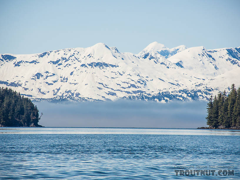  From Prince William Sound in Alaska.
