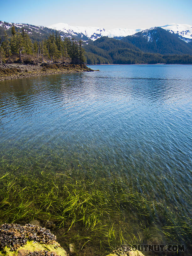 Eelgrass showing at low tide. From Prince William Sound in Alaska.