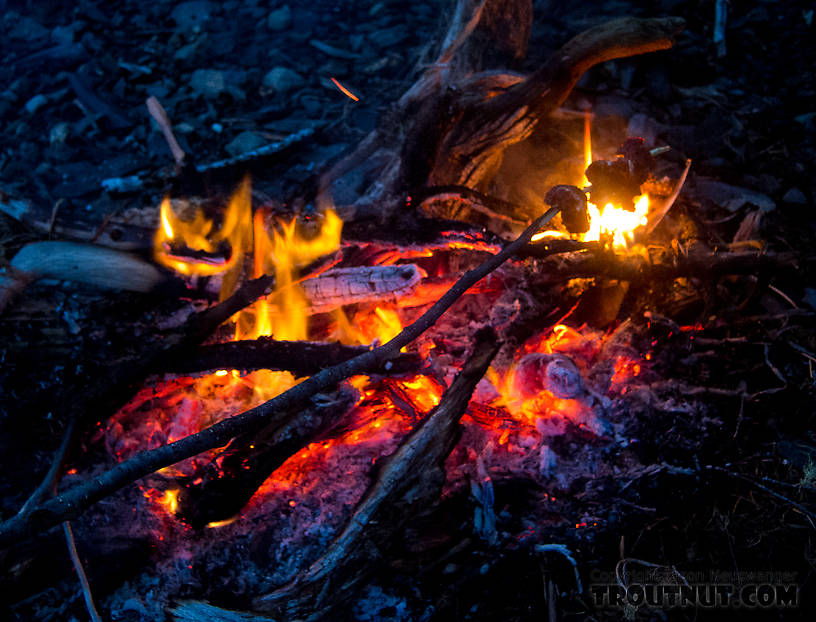 Bear backstraps roasting over the campfire. From Prince William Sound in Alaska.