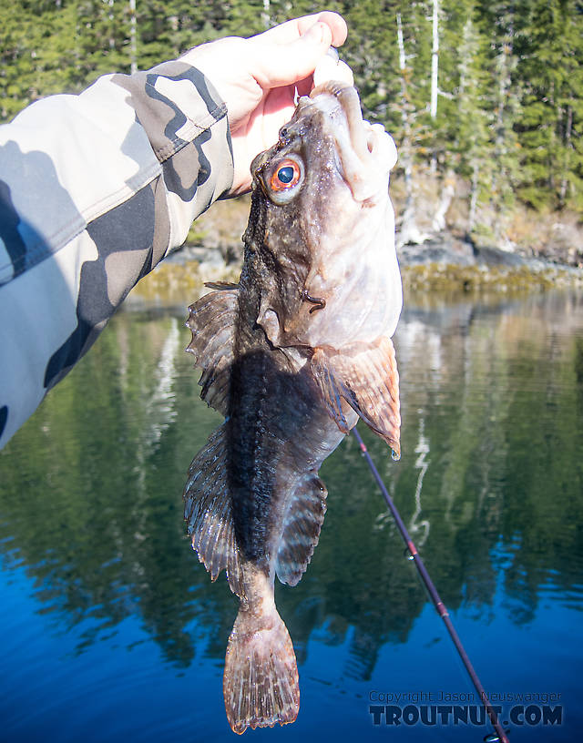 Another cool marine sculpin. From Prince William Sound in Alaska.