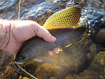 Beautiful grayling brought to hand. From Nome Creek in Alaska.