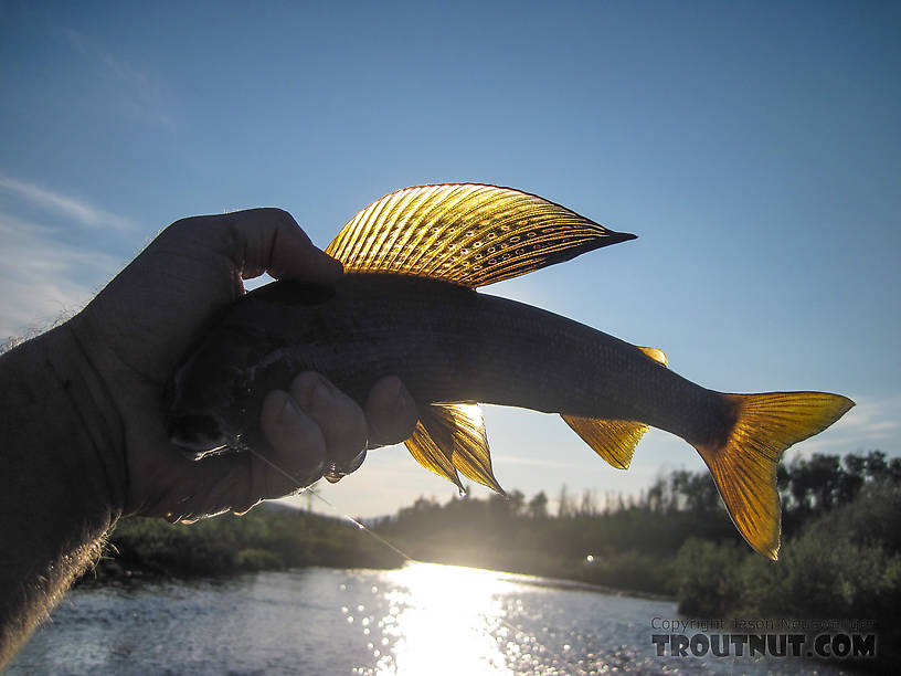 Playing around a bit with backlighting and demonstrating how not to hold a fish. From Nome Creek in Alaska.