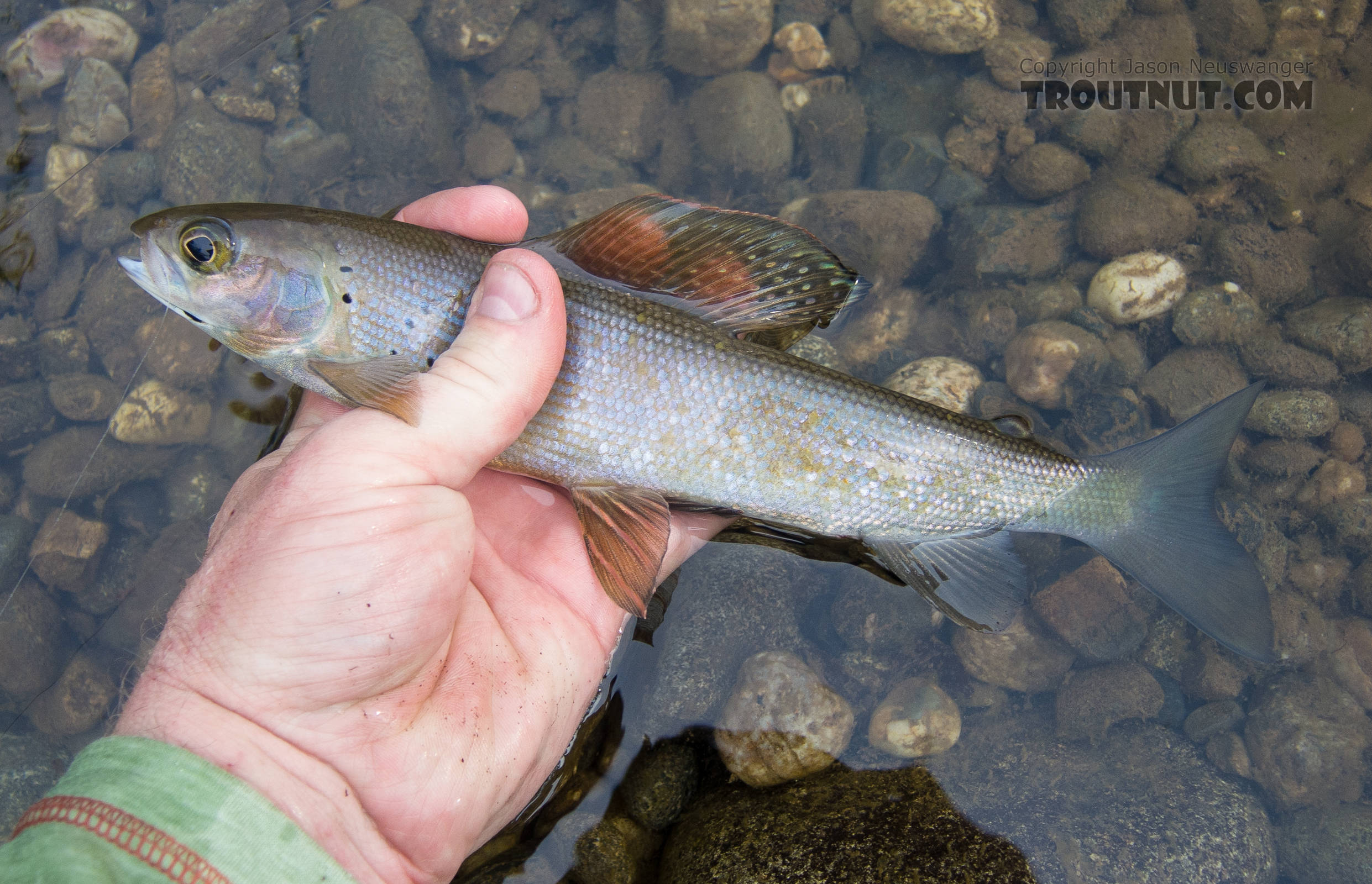 A dinky grayling in most places, this one was a lunker for this stream. From Mystery Creek # 170 in Alaska.