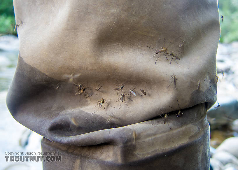 Mosquitoes trying to bore a tunnel into my wader leg. From Mystery Creek # 170 in Alaska.
