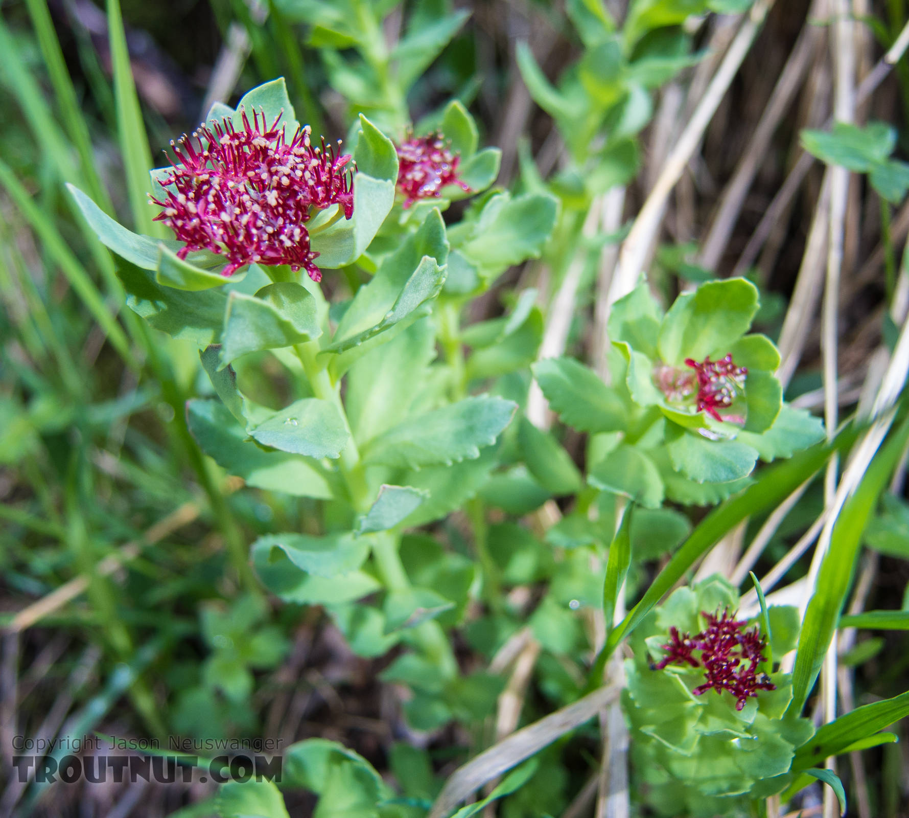 Rhodiola integrifolia (King's Crown) From Clearwater Mountains in Alaska.