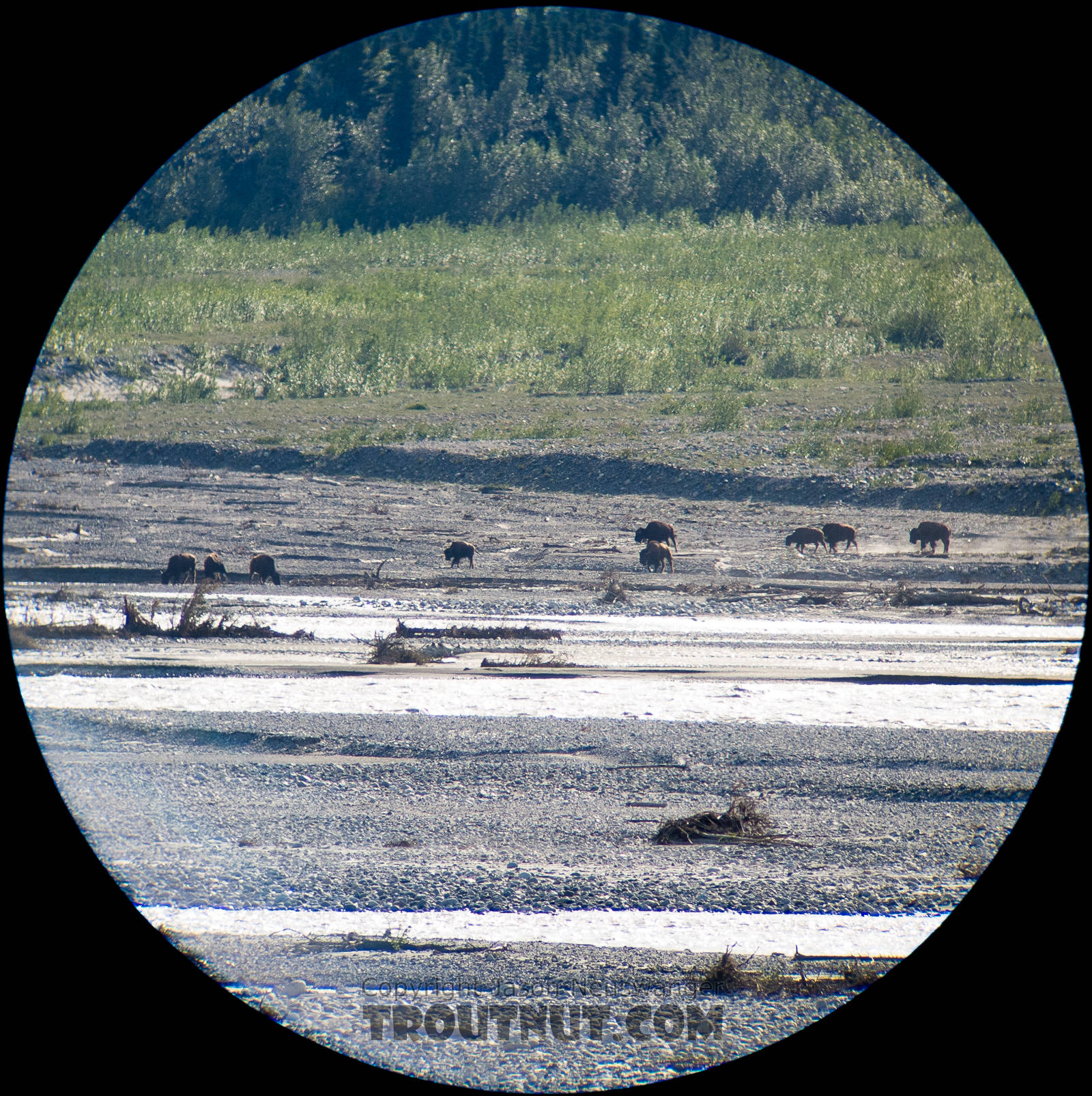 Every time I drive past the Delta River overlooks on the Richardson Highway southwest of Fairbanks, I look for the wild bison that supposedly calve in that area. I've never seen them until this trip, when a few dozen were milling around out in the open valley next to the big glacial river. I snapped this picture through my spotting scope. From the Delta River in Alaska.