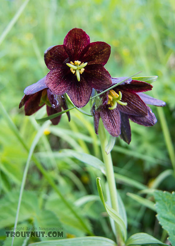 Kamchatka lily (Fritillaria camschatcensis), also known as the chocolate lily. From Clearwater Mountains in Alaska.
