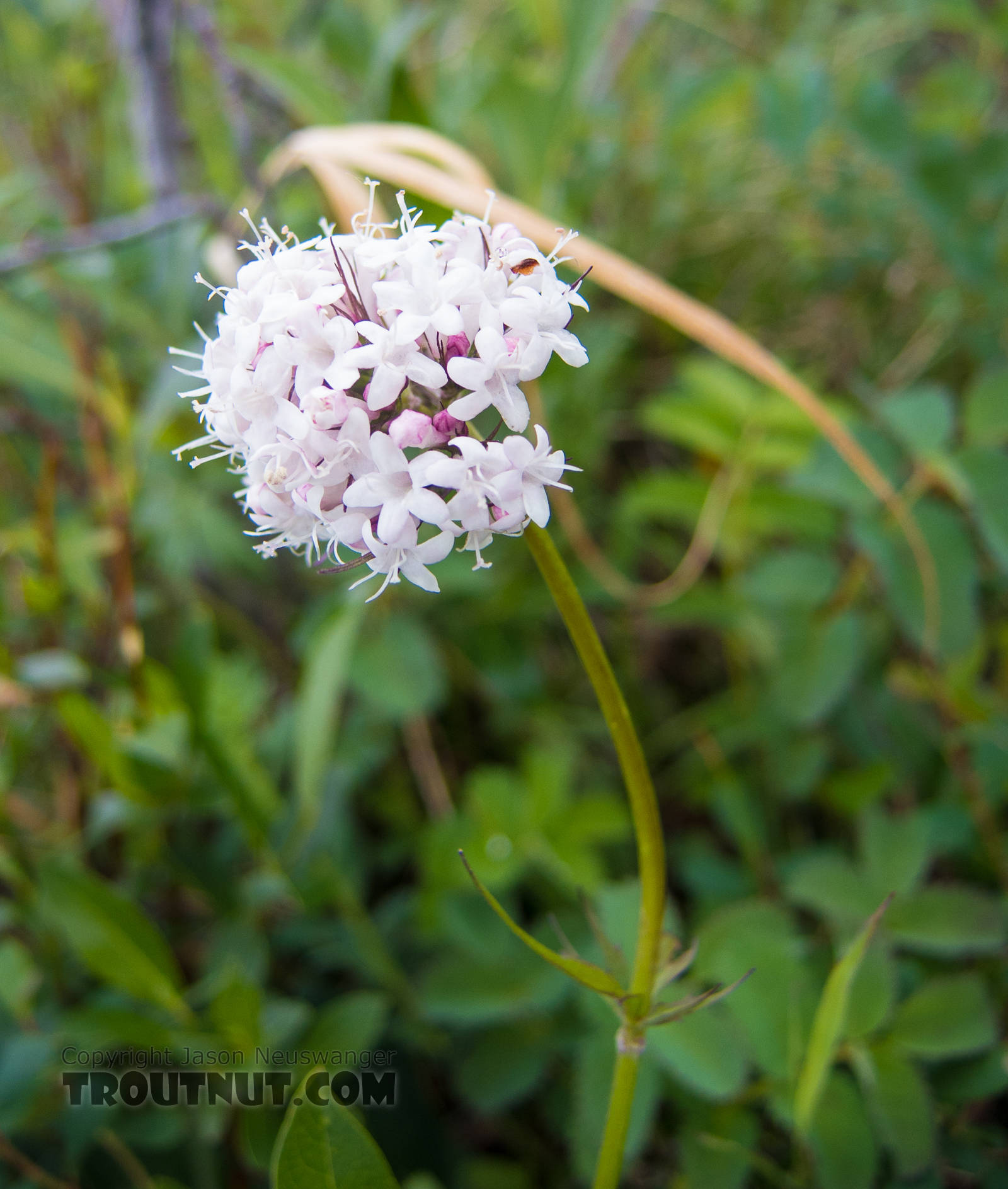 Valeriana capitata From Clearwater Mountains in Alaska.