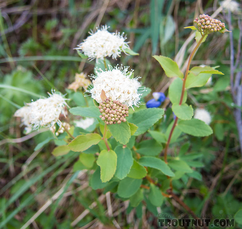 Some species of the genus Spiraea, I'm not sure which. From Clearwater Mountains in Alaska.