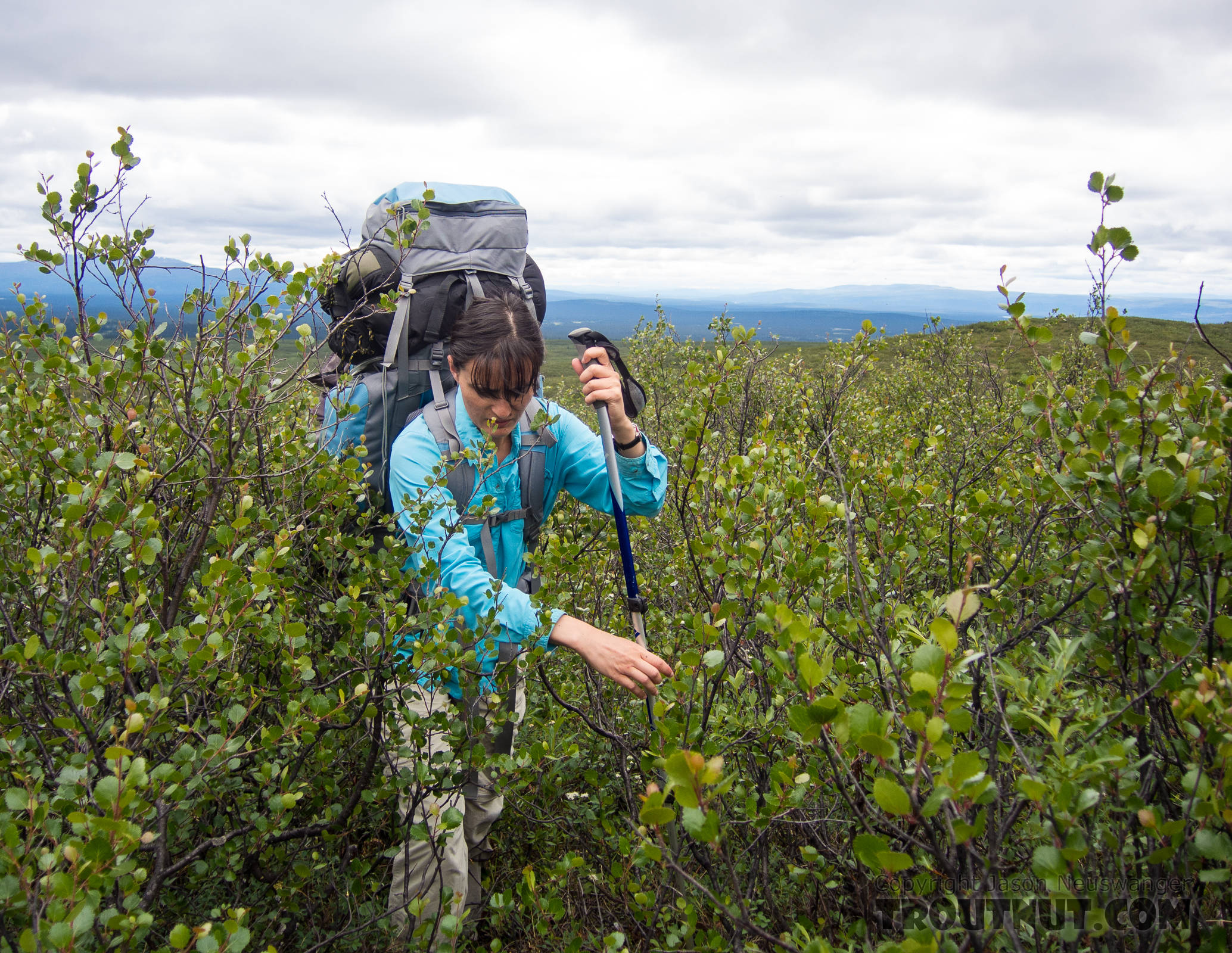 My wife bushwhacks through some dwarf birch on our way up into the mountains. There's no trail. From Clearwater Mountains in Alaska.