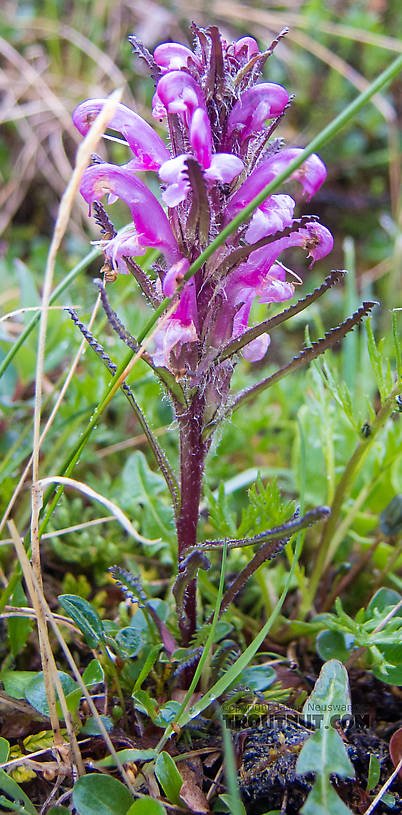 Wooly Lousewort (Pedicularis kanei) From Clearwater Mountains in Alaska.