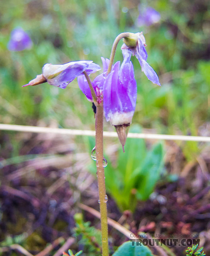 Frigid shooting star (Dodecatheon frigidum) From Clearwater Mountains in Alaska.