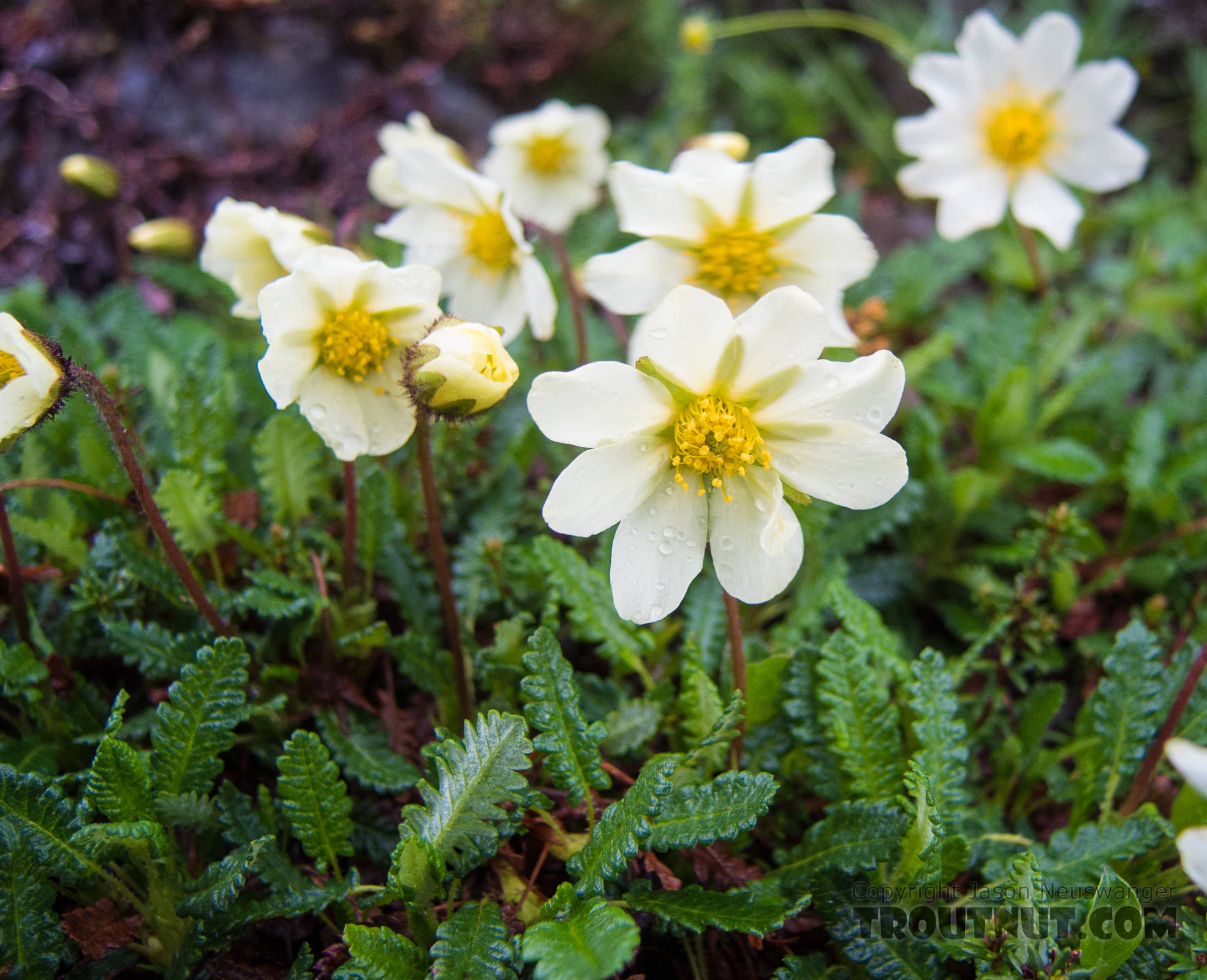 Mountain avens (Dryas octopetala) From Clearwater Mountains in Alaska.