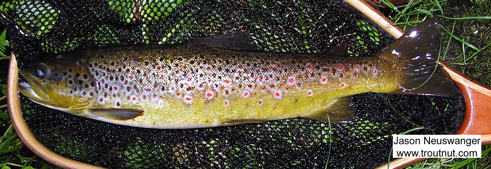 One of the best casts I've ever made rewarded me with this 18 inch brown on a size 16 foam beetle. I had to drop a backhand sidearm curve cast across the gathering current in the tail of a pool to place the beetle over the large, skittish trout rising sporadically against a log across the river.  It was more luck than skill, but rewarding nonetheless. From the Bois Brule River in Wisconsin.