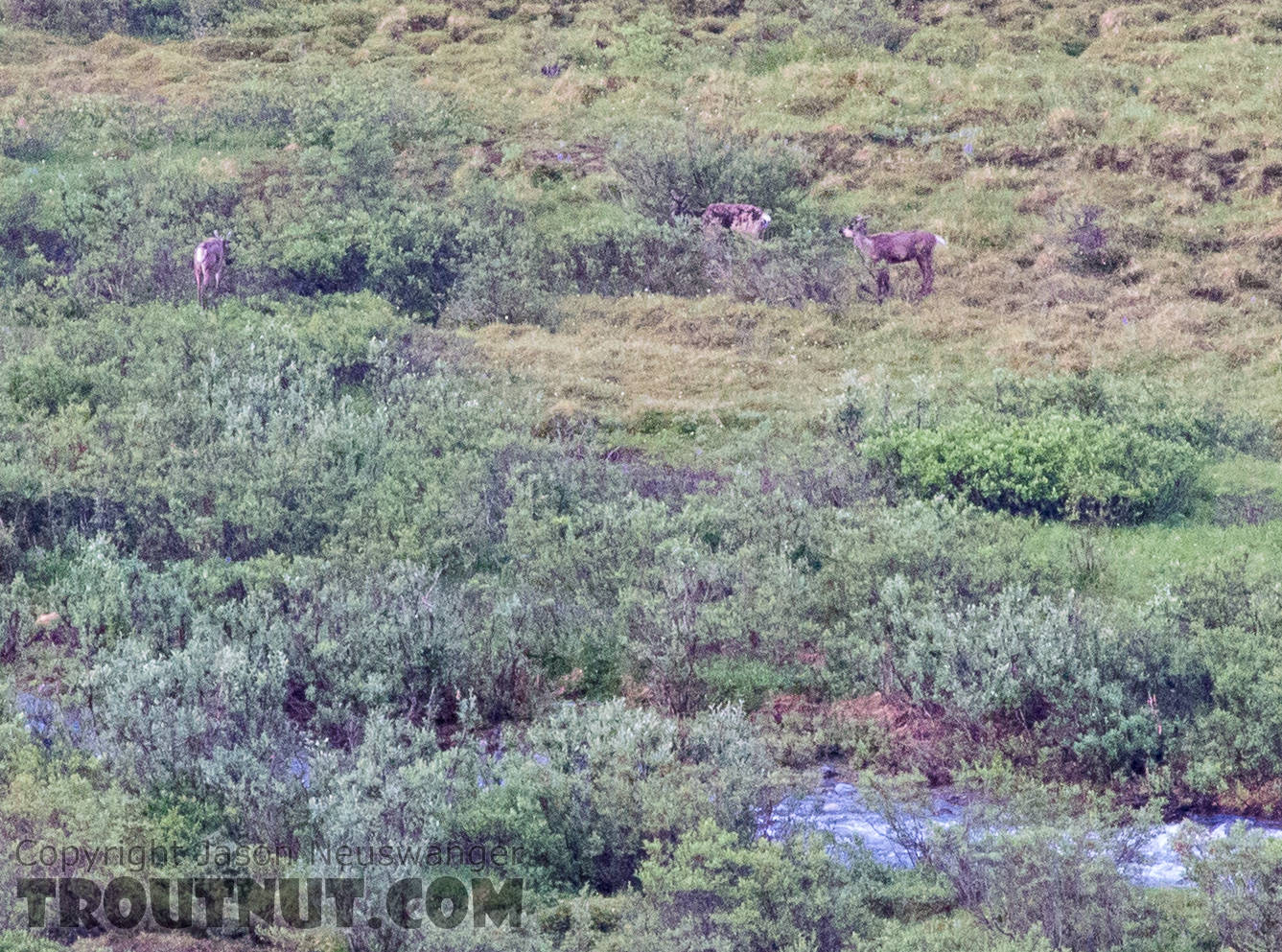 Cow caribou (middle) and 2 calves From the South Fork of Pass Creek in Alaska.