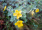 Tundra rose (Potentilla fruiticosa) From Clearwater Mountains in Alaska.