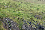 Lone bull caribou. This mid-sized bull is grazing in the upper right corner of this picture, in a high meadow above a cliff half-way up a mountain. From Clearwater Mountains in Alaska.