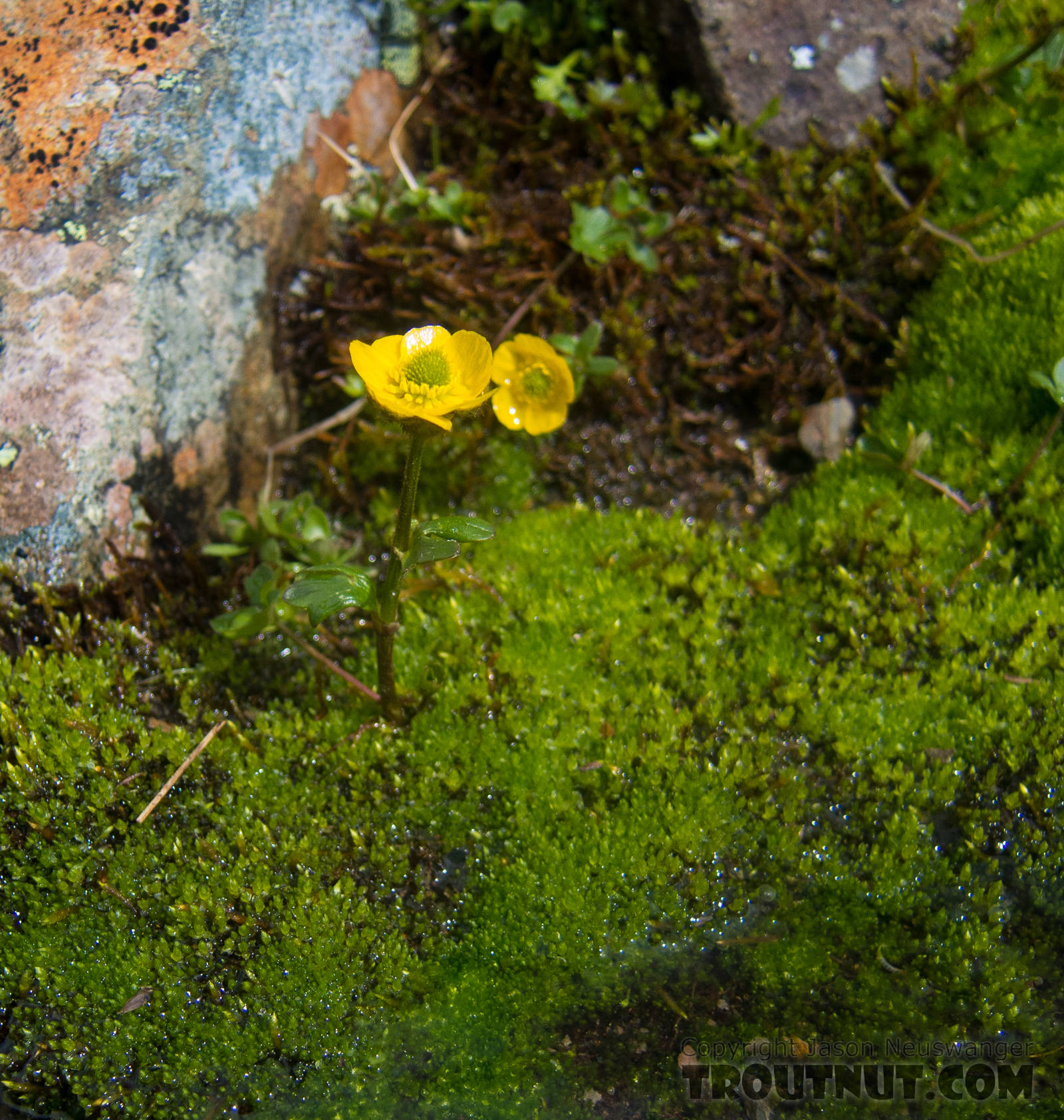 Dwarf buttercup (Ranunculus pygmaeus) From Clearwater Mountains in Alaska.
