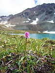 Dragonwort (Persicaria bistorta) From Clearwater Mountains in Alaska.