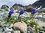 Mountain harebell (Campanula lasiocarpa) From Clearwater Mountains in Alaska.