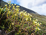 Saxifrage of some sort. Maybe yellow-spotted saxifrage (Sagifraga bronchialis) but it could be some other species of Saxifraga. From Clearwater Mountains in Alaska.