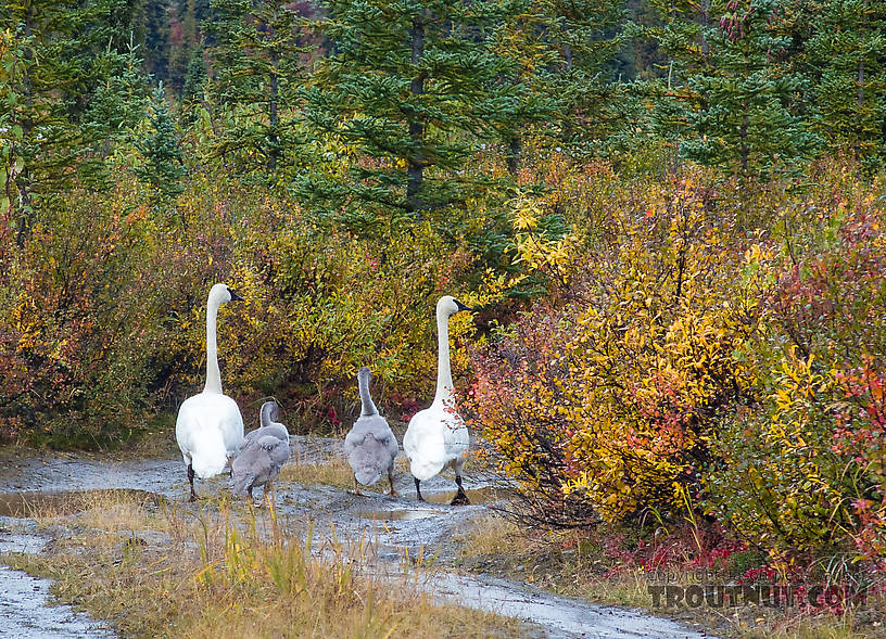 Waddling swans with their signets From Denali Highway in Alaska.