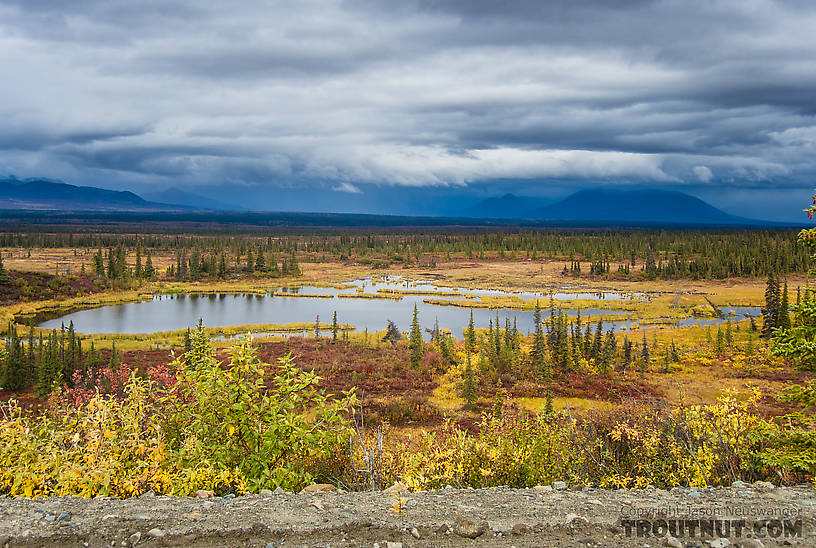 Tundra puddle From Denali Highway in Alaska.