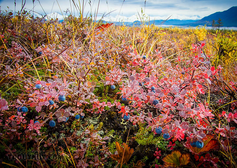Blueberries and the Alaska Range From Denali Highway in Alaska.