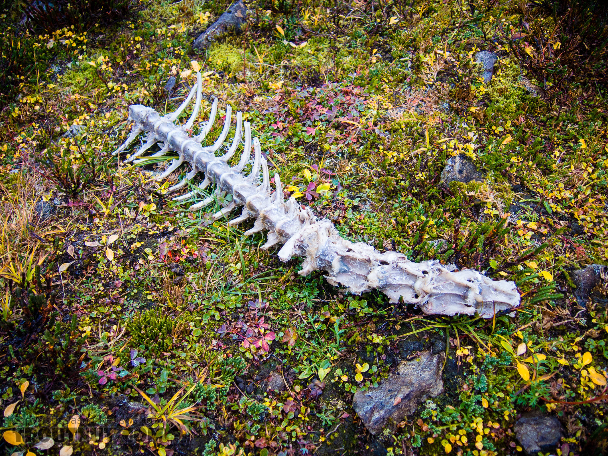 Caribou backbone. The sawed-off ribs on this partial caribou skeleton mean it was killed by a hunter. Given the location, it might be my bull from last year. It's nice to see how quickly the tundra animals made use of everything that remained. From Clearwater Mountains in Alaska.