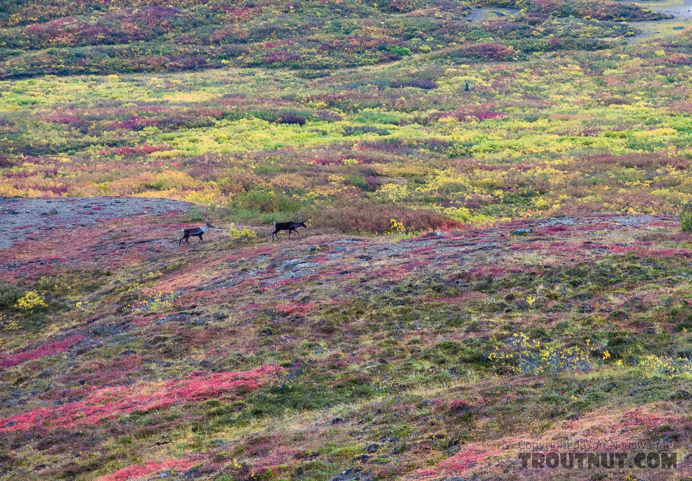 Two cow caribou. As caribou often do, these two cows appeared out of nowhere in the middle of a valley bottom we'd been watching for an hour. From Clearwater Mountains in Alaska.