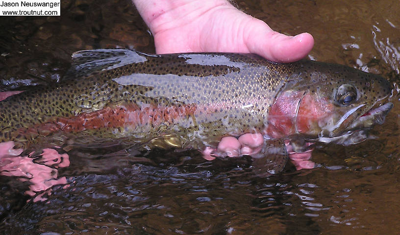 This beautiful 17 inch rainbow fell for a bright wet fly in late July. From the Bois Brule River in Wisconsin.