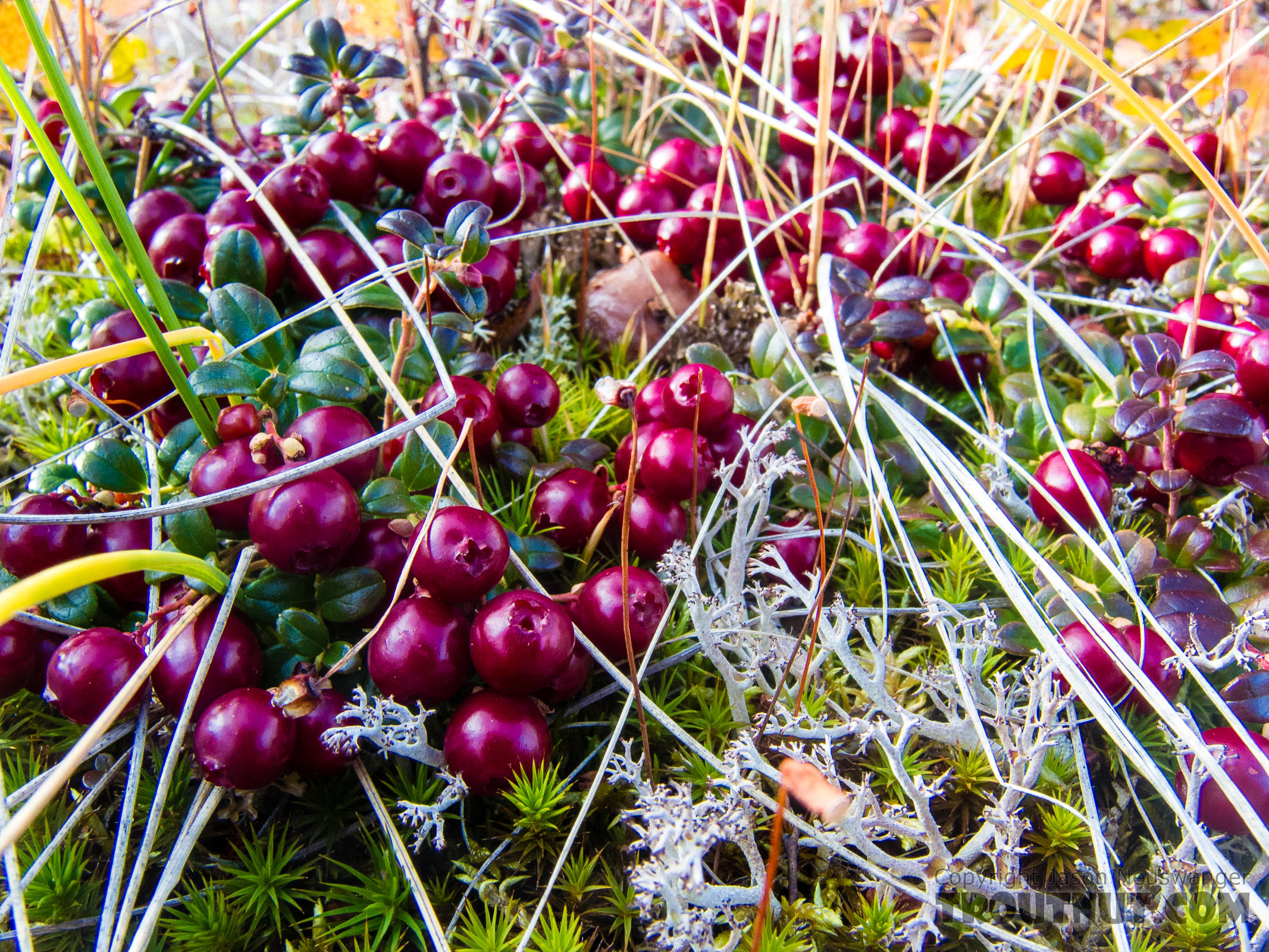 Lingonberries (low-bush cranberries) From Murphy Dome in Alaska.