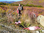 Retrieving the last load of meat. Multiple groups of hunters had seen a pack of at least three wolves in this area the previous day, and a few days earlier. So I was a little bit nervous about leaving part of the meat overnight, and relieved when we found it untouched. It may have helped that a group of hunters had camped on the road not far away. From Clearwater Mountains in Alaska.