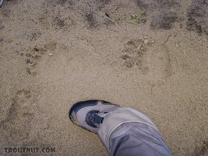 Really big (for this area) grizzly tracks next to a size 12 wading boot. From the Chatanika River in Alaska.