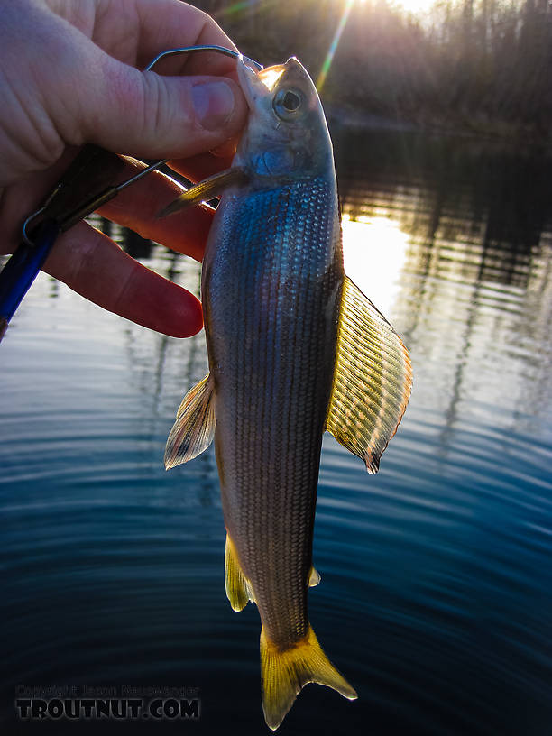 Even stocker grayling are pretty. I planned to keep this one for dinner if it was the first of many, but the others weren't biting and the stringer hadn't done any permanent damage, so I released it unharmed. From Bathing Beauty Pond in Alaska.