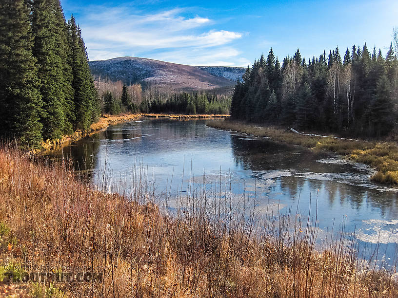 This little slough along Chena Hot Springs Road was beginning to freeze over, but the main river was not. From the Chena River in Alaska.