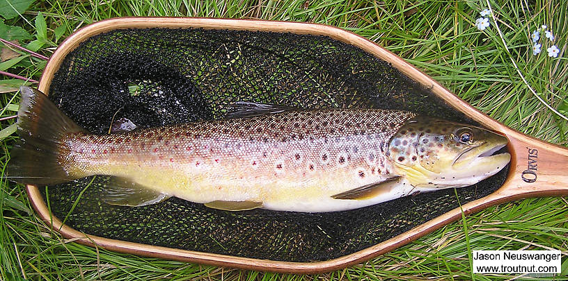 An 18 inch brown trout. From the Namekagon River in Wisconsin.