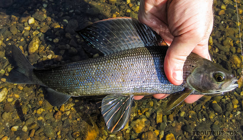 A decent grayling for this stream From Badger Slough in Alaska.