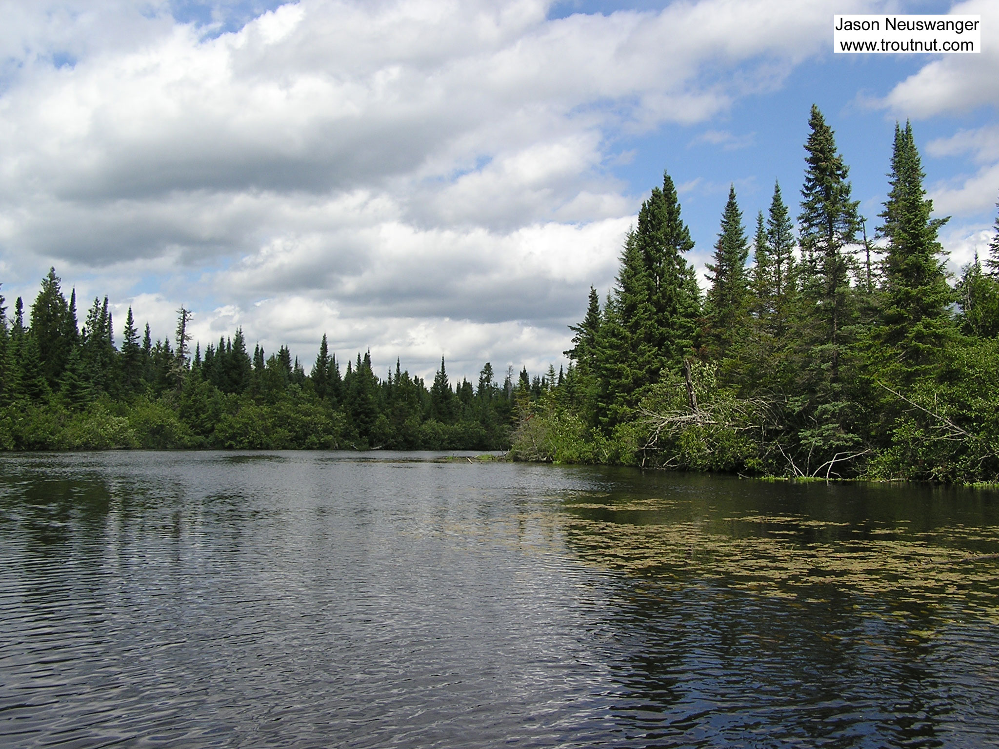 A remote, lake-like stretch of a trout river provides refuge for large, reclusive browns. From the Bois Brule River in Wisconsin.