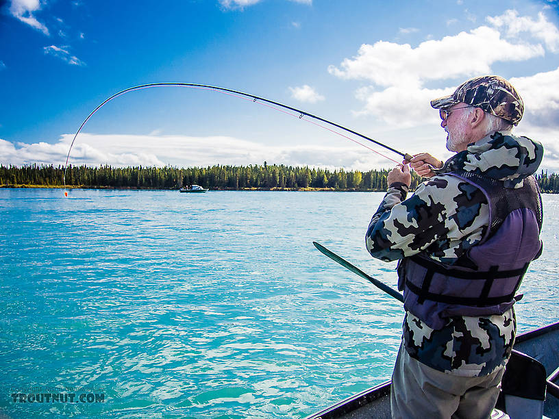 Dad playing a big fish From the Kenai River in Alaska.
