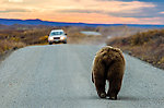 Mooned by a grizzly bear From Denali National Park in Alaska.