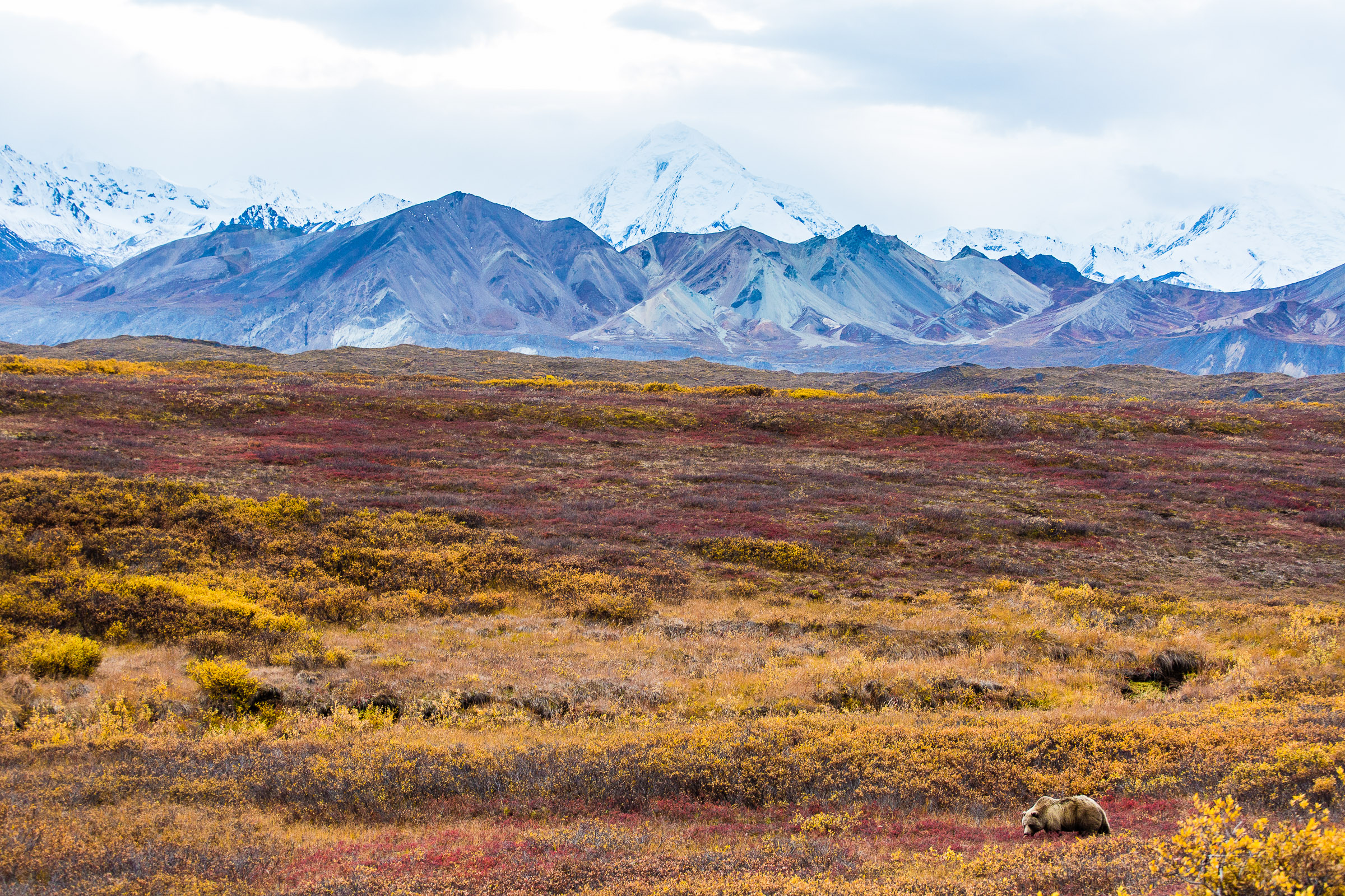 Bear with the base of Denali in the background From Denali National Park in Alaska.