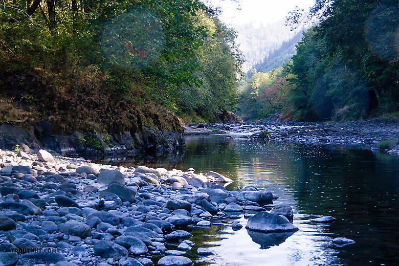  From the Wilson River in Oregon.