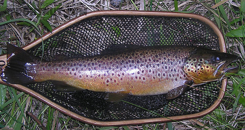 This beautiful 19 inch male brown trout hit a wet fly swung under cover on one of my favorite rivers. From the Namekagon River in Wisconsin.