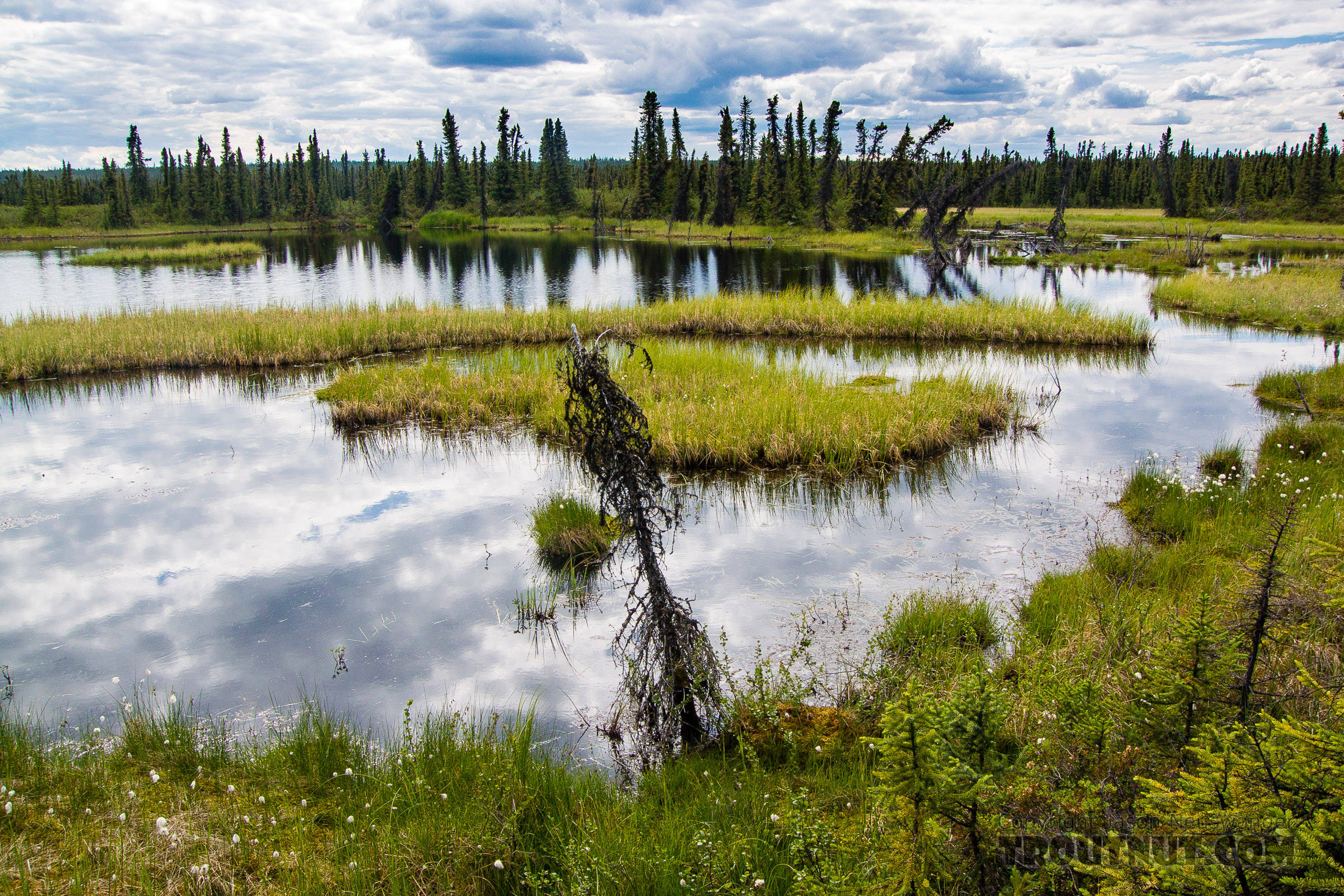 Small lake seen along the boggy hike into the river From the Gulkana River in Alaska.