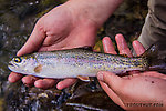 Josh's first Gulkana rainbow, small but colorful From the Gulkana River in Alaska.