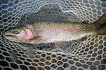 My biggest fish of the trip, a 21-inch rainbow. I caught this one after hooking two others that were at least as big and losing them when they took off downstream through the rapids. From the Gulkana River in Alaska.