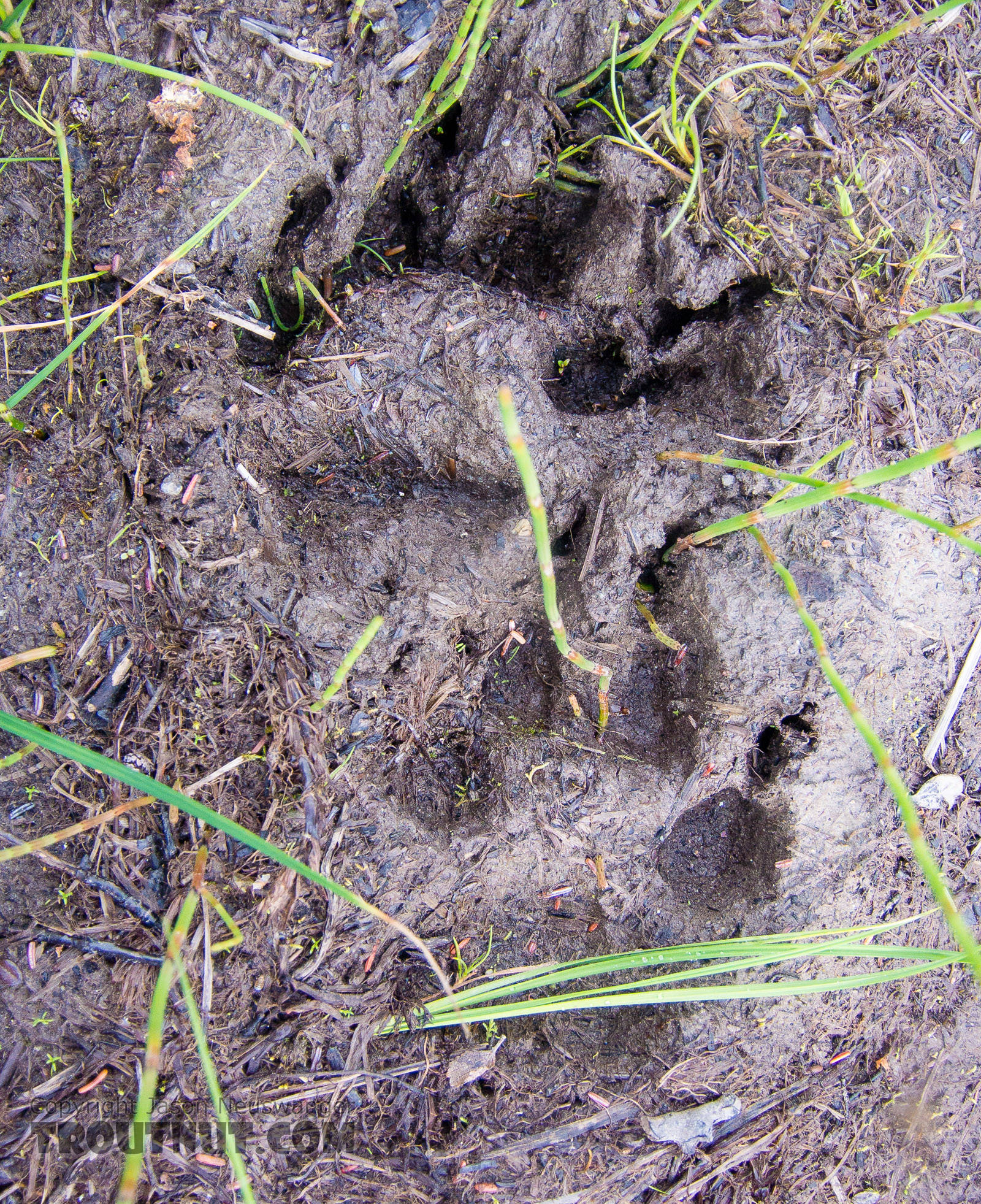 Wolf tracks we found on the trial during the slog out From the Gulkana River in Alaska.