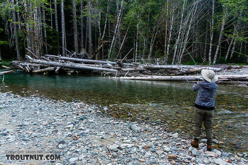 My wife Lena casting to a promising pool. From the South Fork Sauk River in Washington.
