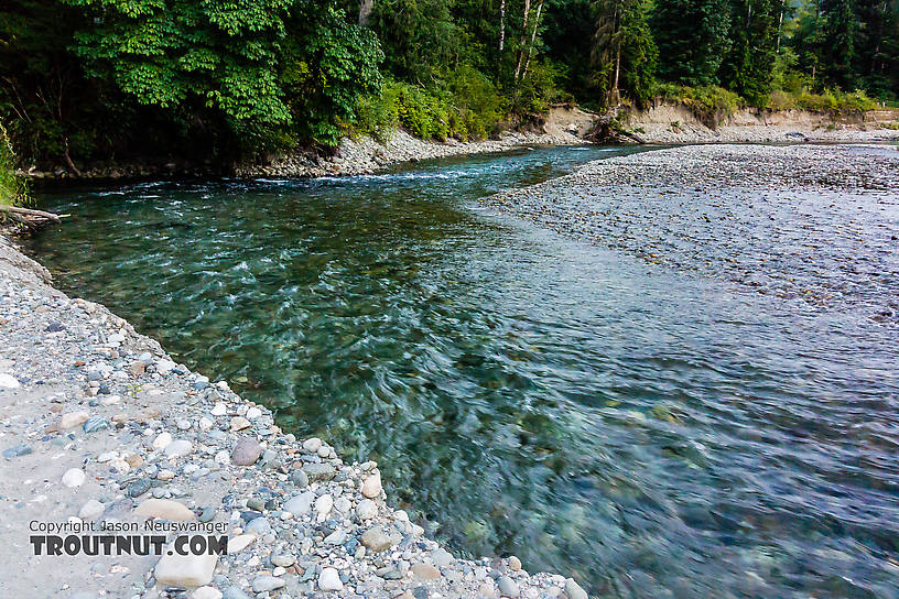  From the North Fork Stillaguamish River in Washington.